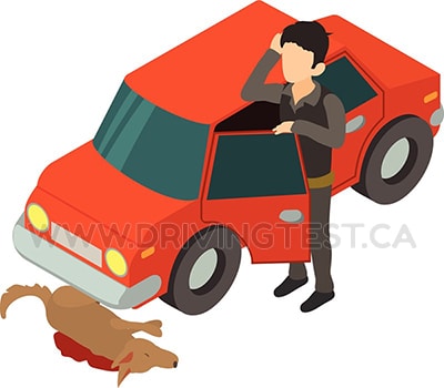 Test 4 - Who do you need to report a domestic animal injury/death while you're driving and you removed it from the road and are unable determine who the owner is?